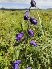Aconitum delphiniifolium