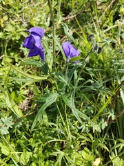 Aconitum delphiniifolium