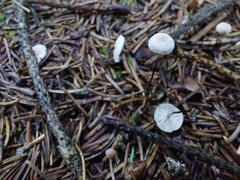 Marasmius capillaris