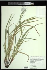 Carex formosa