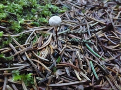 Marasmius capillaris