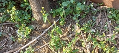 Galinsoga parviflora