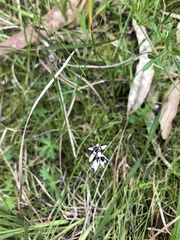 Wurmbea dioica