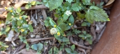 Galinsoga parviflora