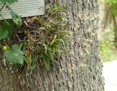 Epidendrum conopseum