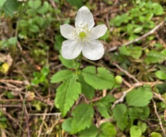 Anemonastrum deltoideum