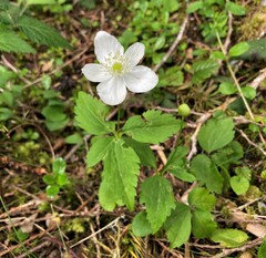 Anemonastrum deltoideum