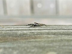 Menemerus bivittatus