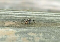 Menemerus bivittatus