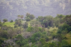 Hippotragus niger roosevelti