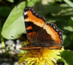 Aglais milberti