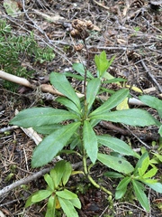Chimaphila umbellata