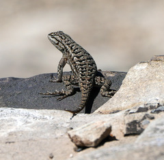Sceloporus tristichus