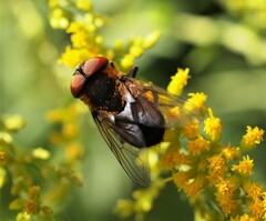 Phasia hemiptera