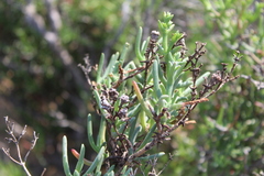Ruschia multiflora