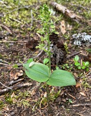 Neottia banksiana