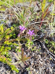 Gentianella auriculata