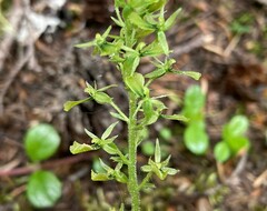 Neottia banksiana