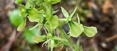 Neottia banksiana