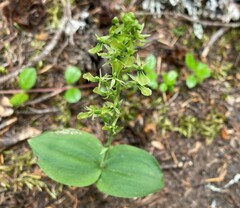 Neottia banksiana