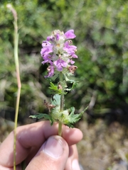 Pedicularis verticillata