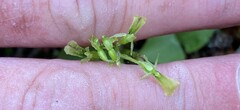 Neottia banksiana