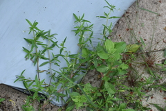 Alternanthera sessilis