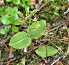 Neottia banksiana