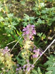 Pedicularis verticillata