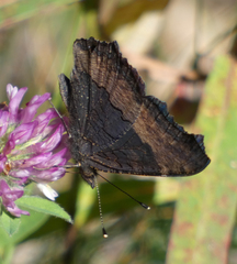Aglais milberti