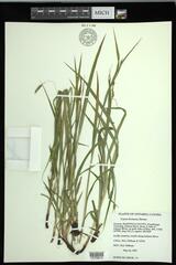 Carex formosa