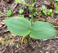 Neottia banksiana