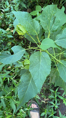 Hibiscus moscheutos