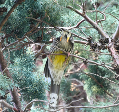 Anthochaera paradoxa