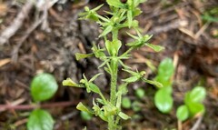 Neottia banksiana