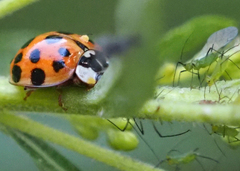 Macrosiphum