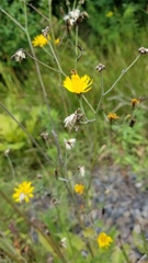 Hieracium lachenalii