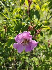 Rosa amblyotis