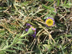 Felicia bergeriana
