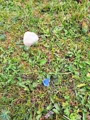 Polyommatus bellargus