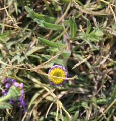 Felicia bergeriana