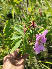 Rosa amblyotis
