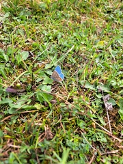 Polyommatus bellargus