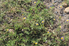Felicia bergeriana