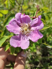 Rosa amblyotis