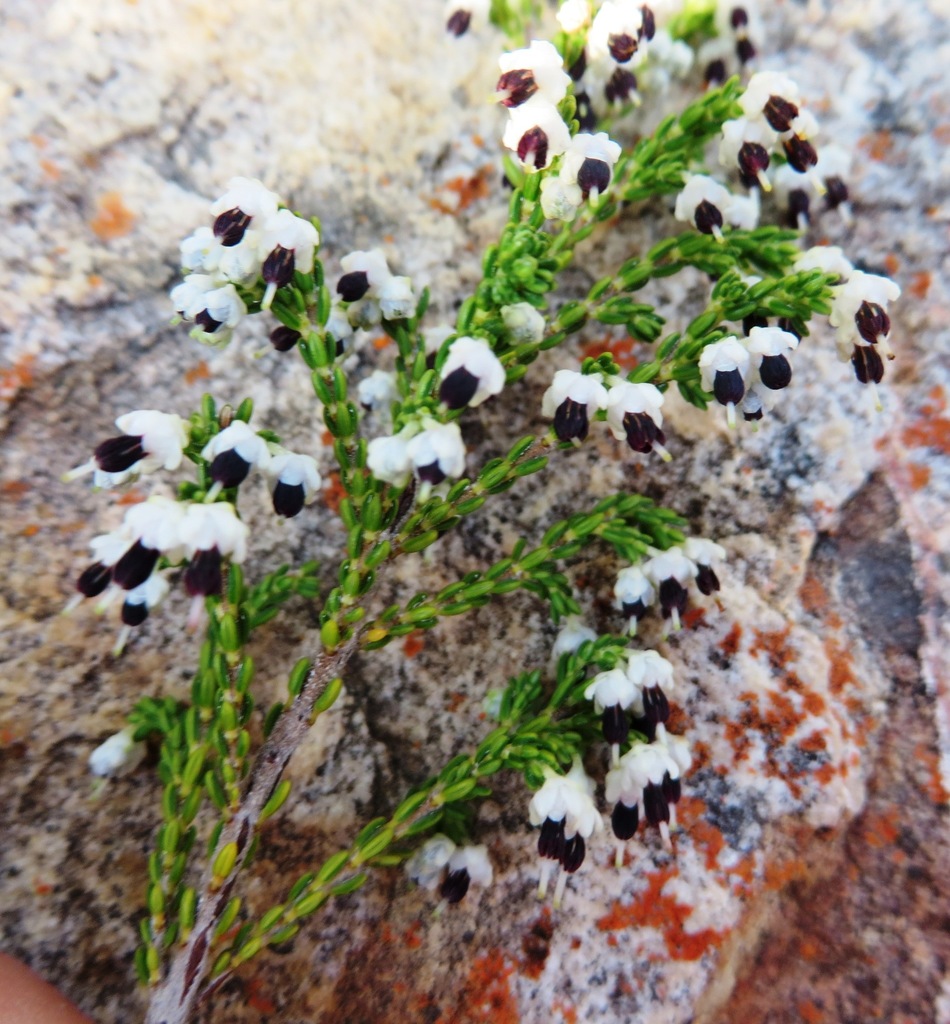 Erica suffulta
