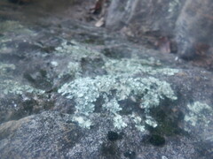 Flavoparmelia baltimorensis