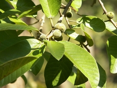 Ficus velutina