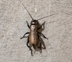 Gryllus campestris