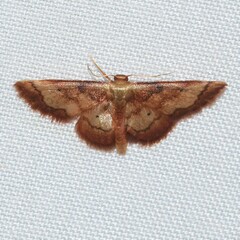 Idaea demissaria